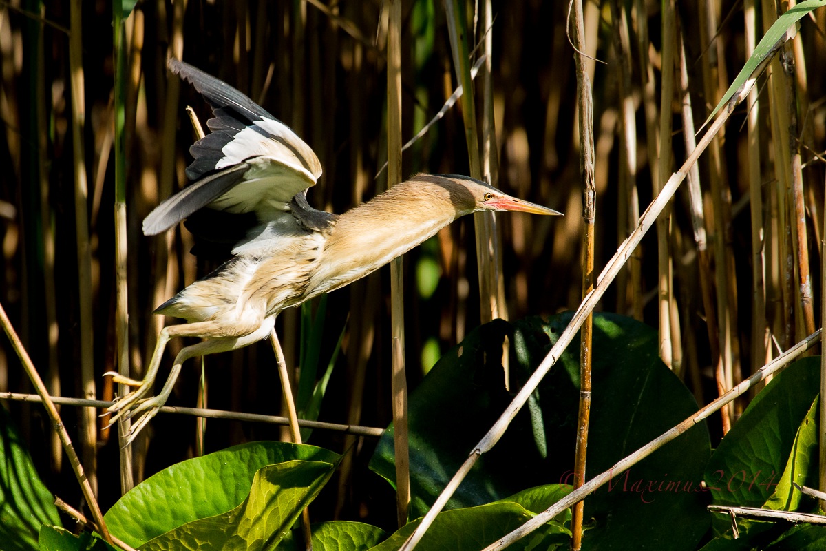 .. lo stacco del tarabusino ..