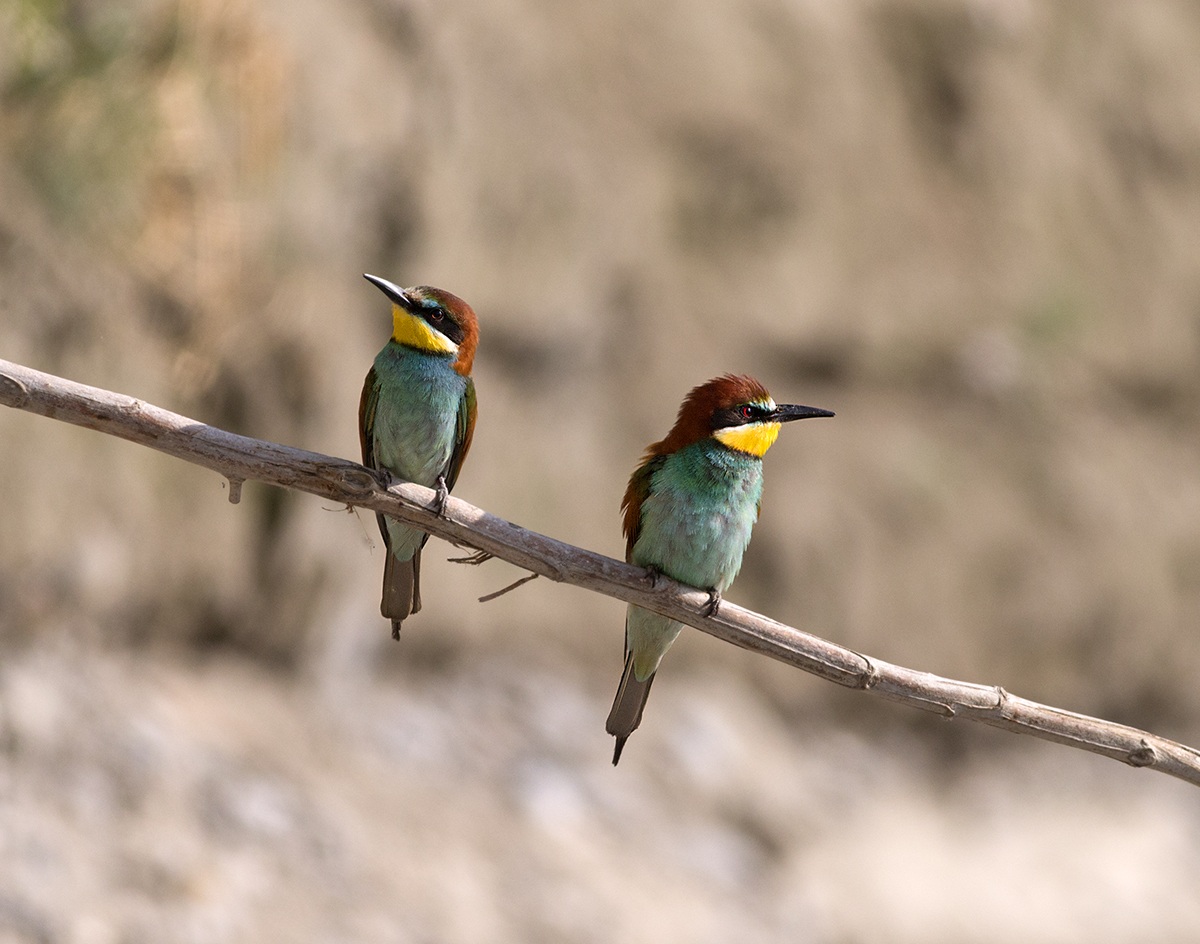Bee-eaters to scrivia 2