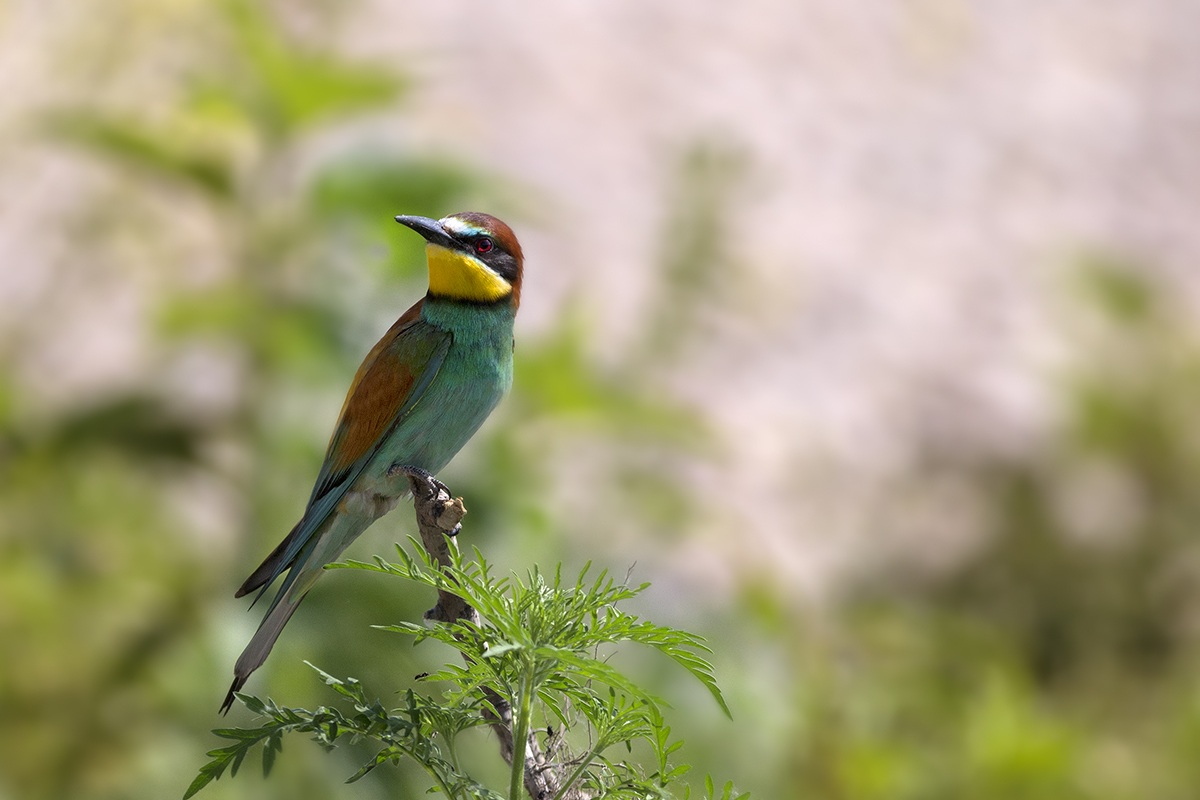 Bee-eaters to scrivia 3