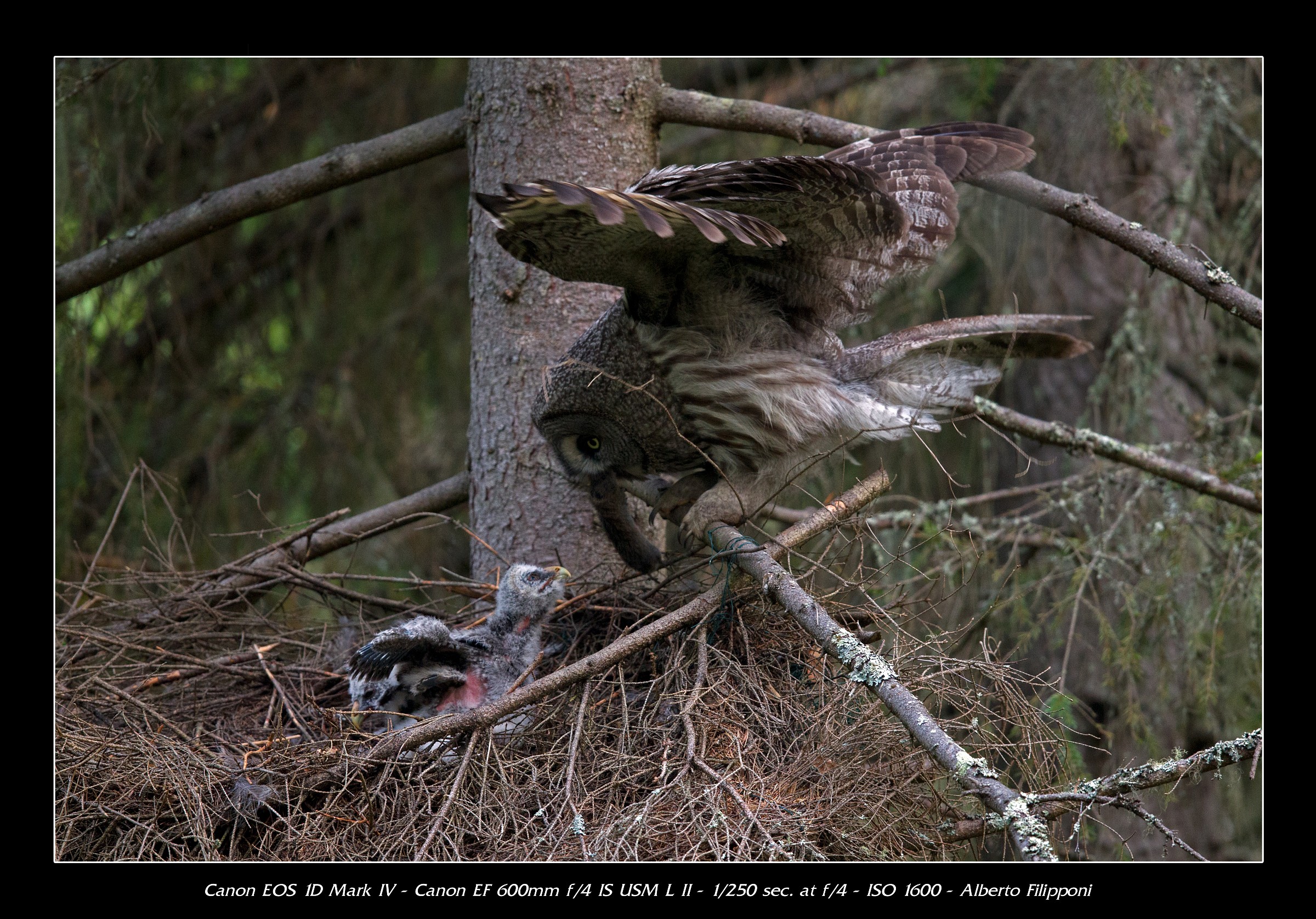 Allocco di Lapponia durante l'imbocco