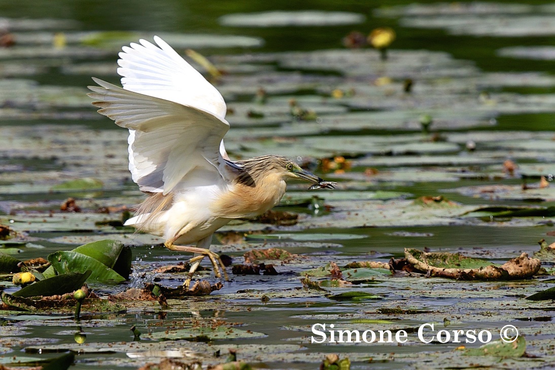 Sgarza Ciuffetto in caccia