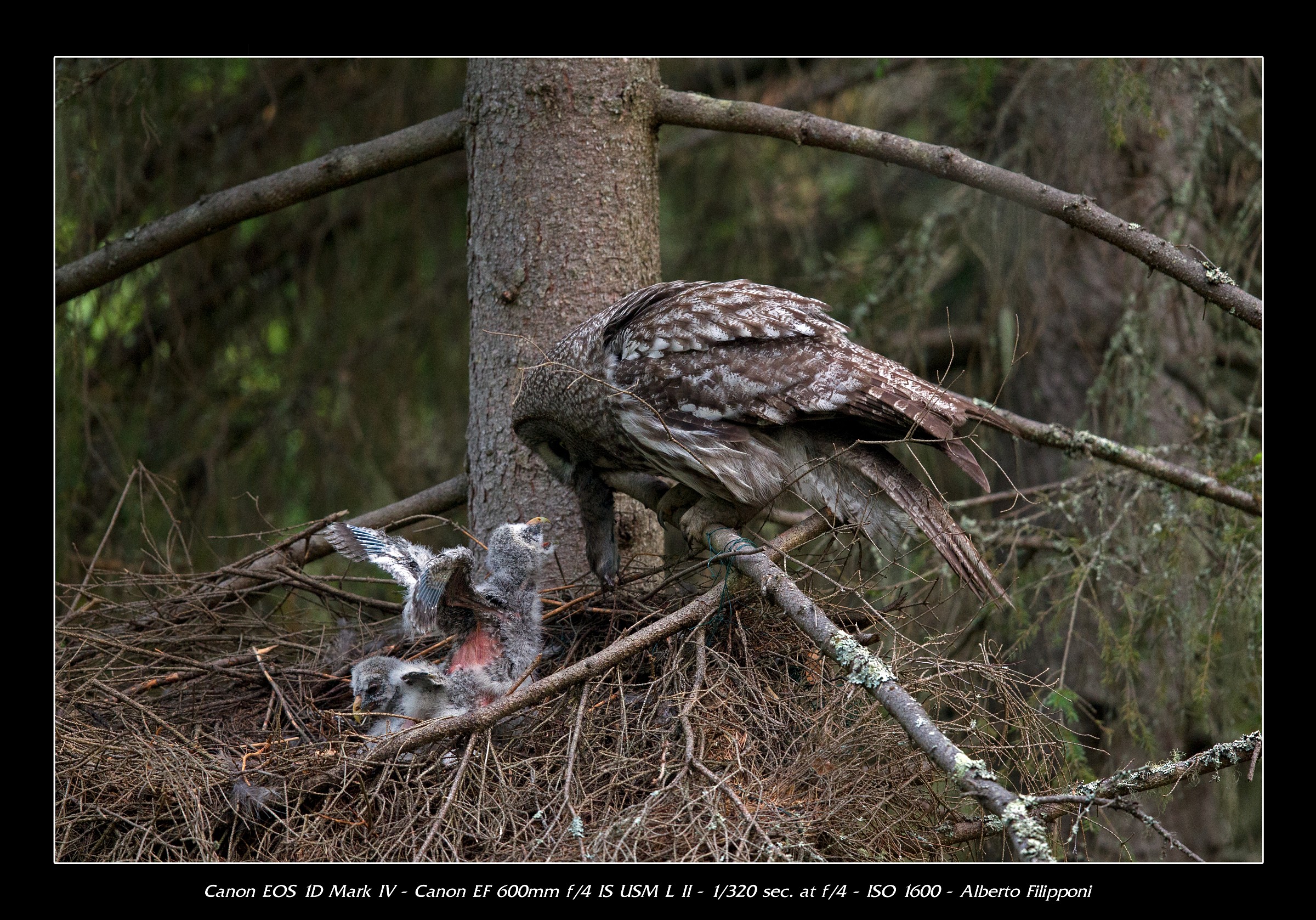 Allocco di Lapponia durante l'imbocco
