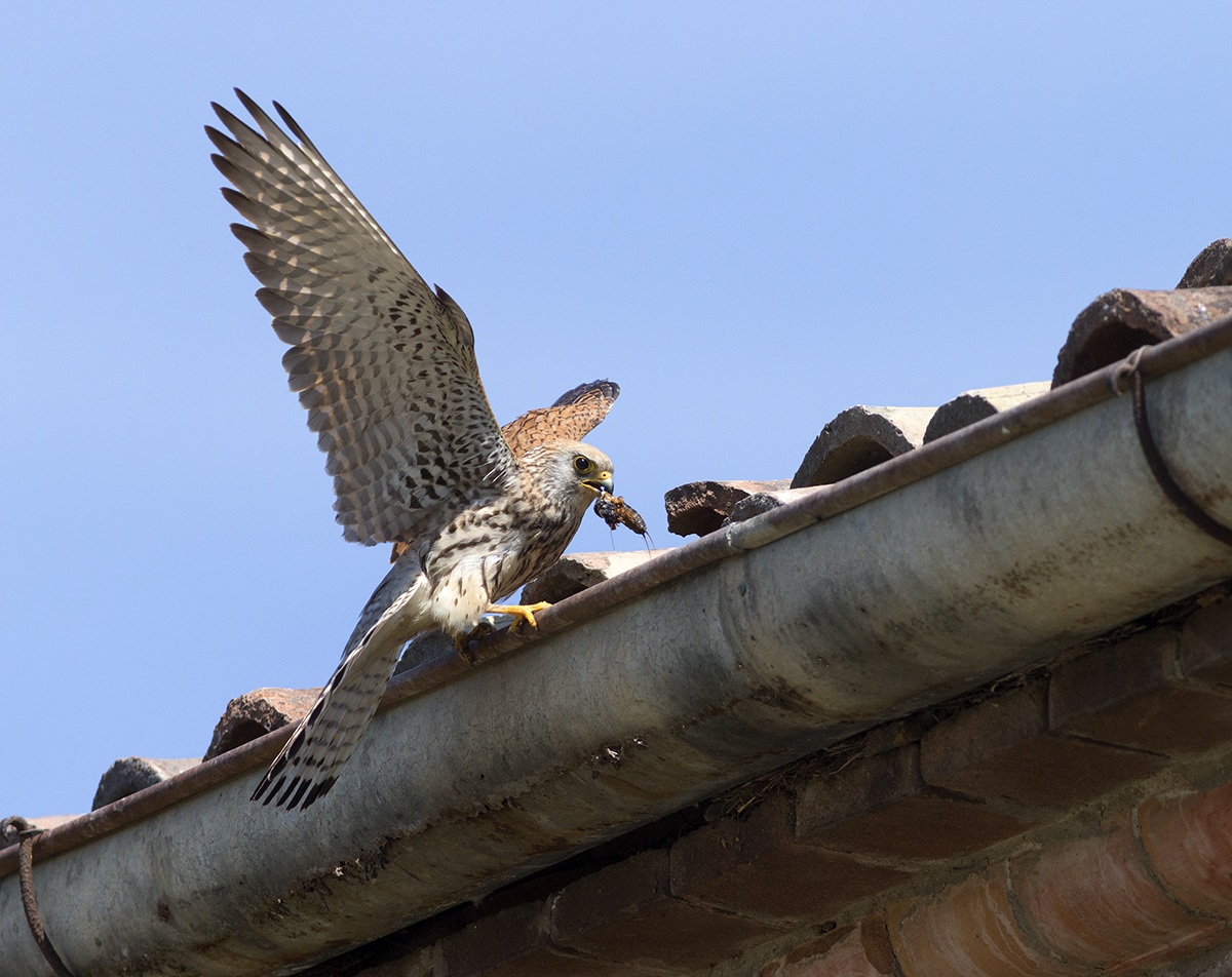 Lesser Kestrel 1