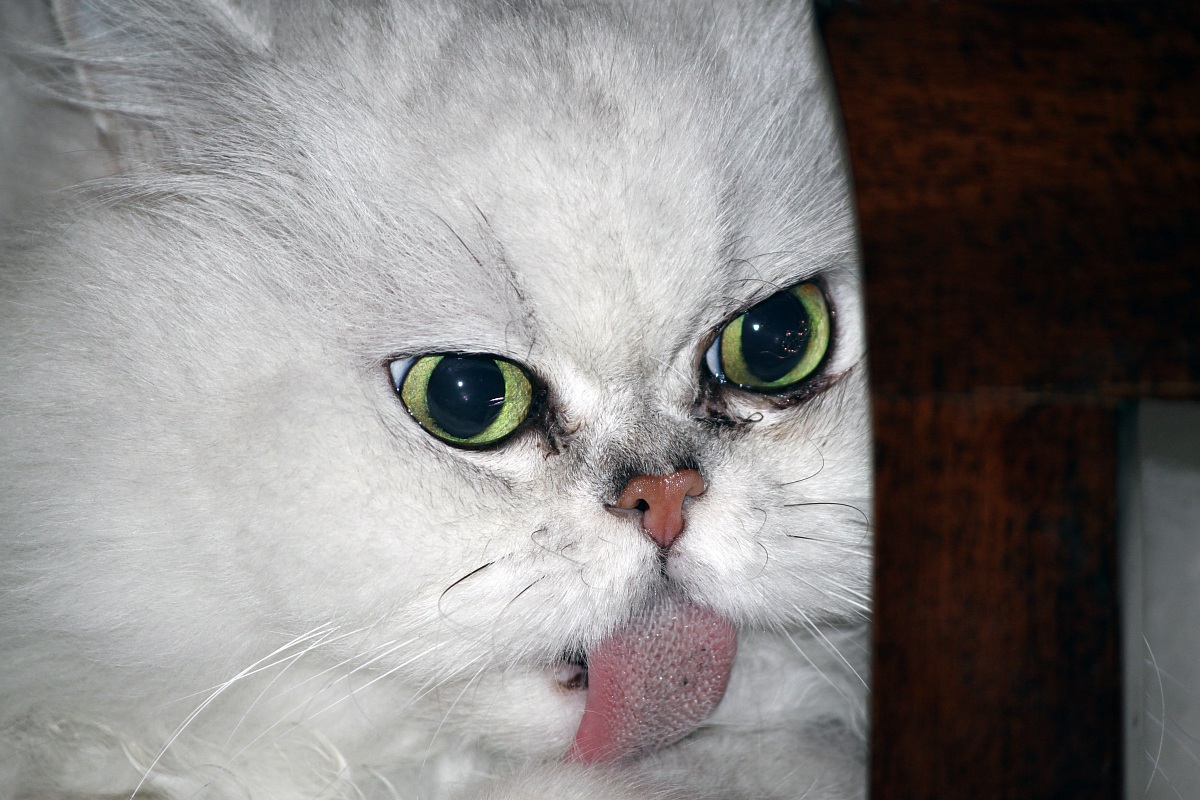 Language of Persian cat