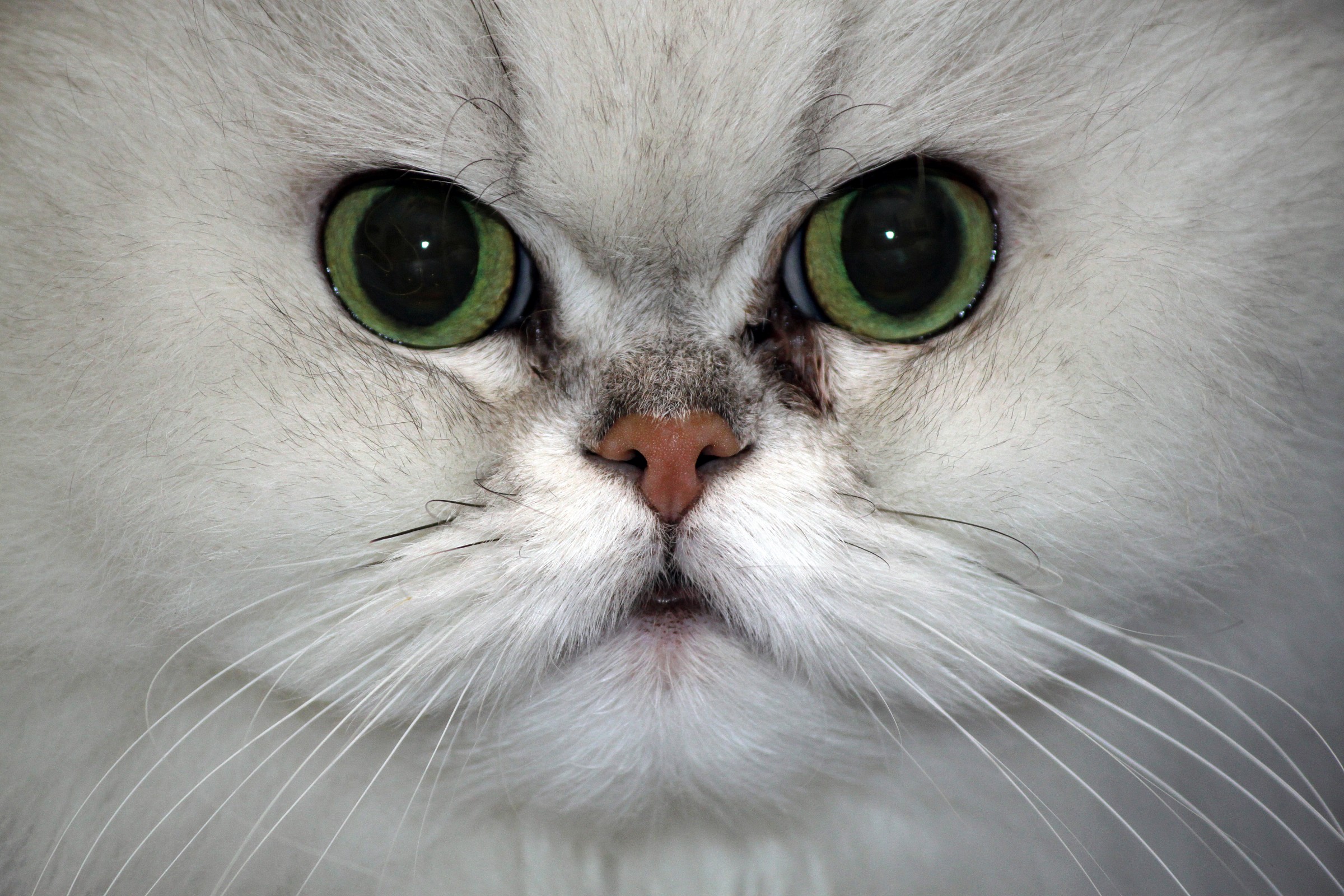 Margot Persian cat
