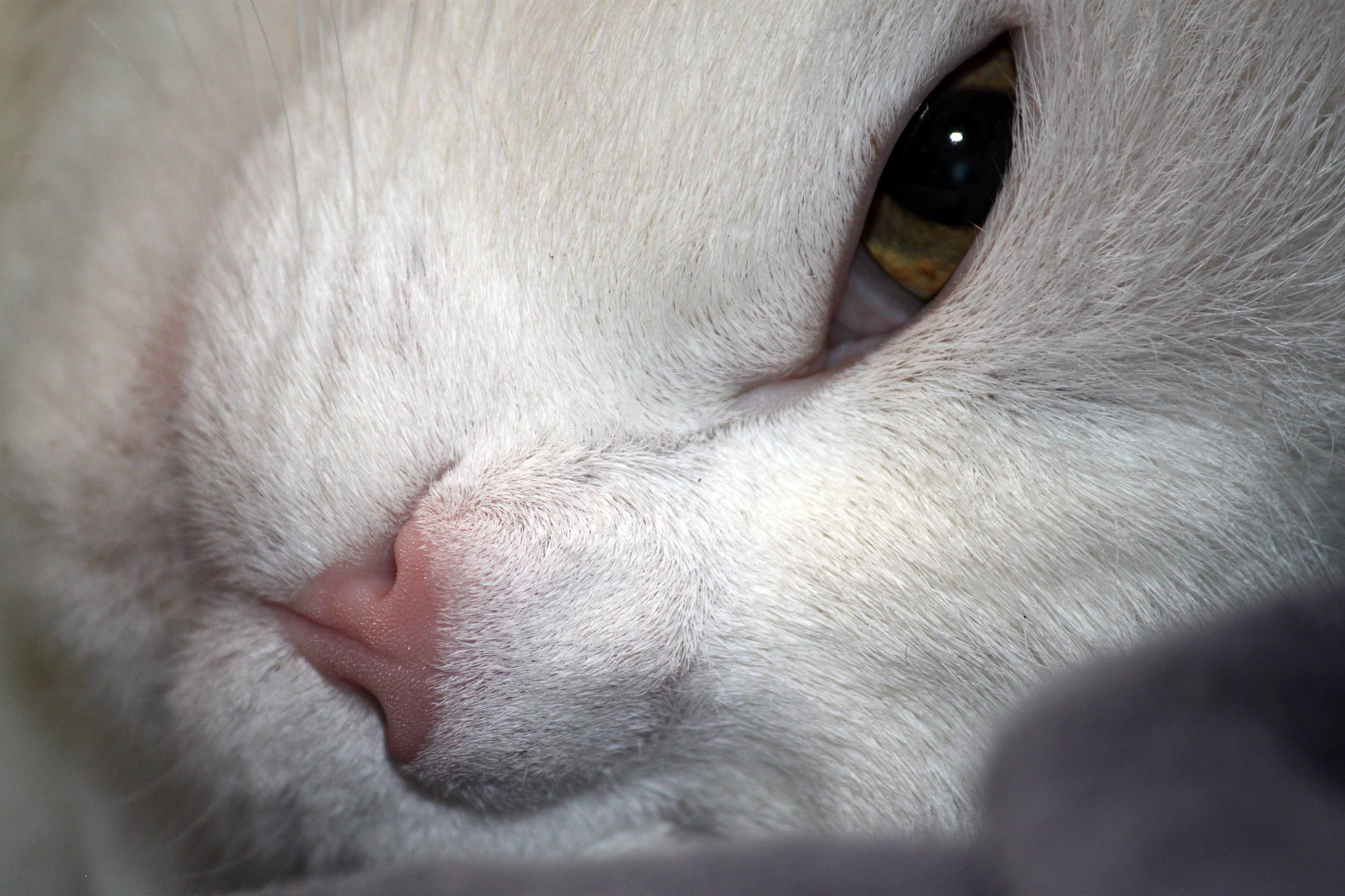 Frog pink cat Domitilla