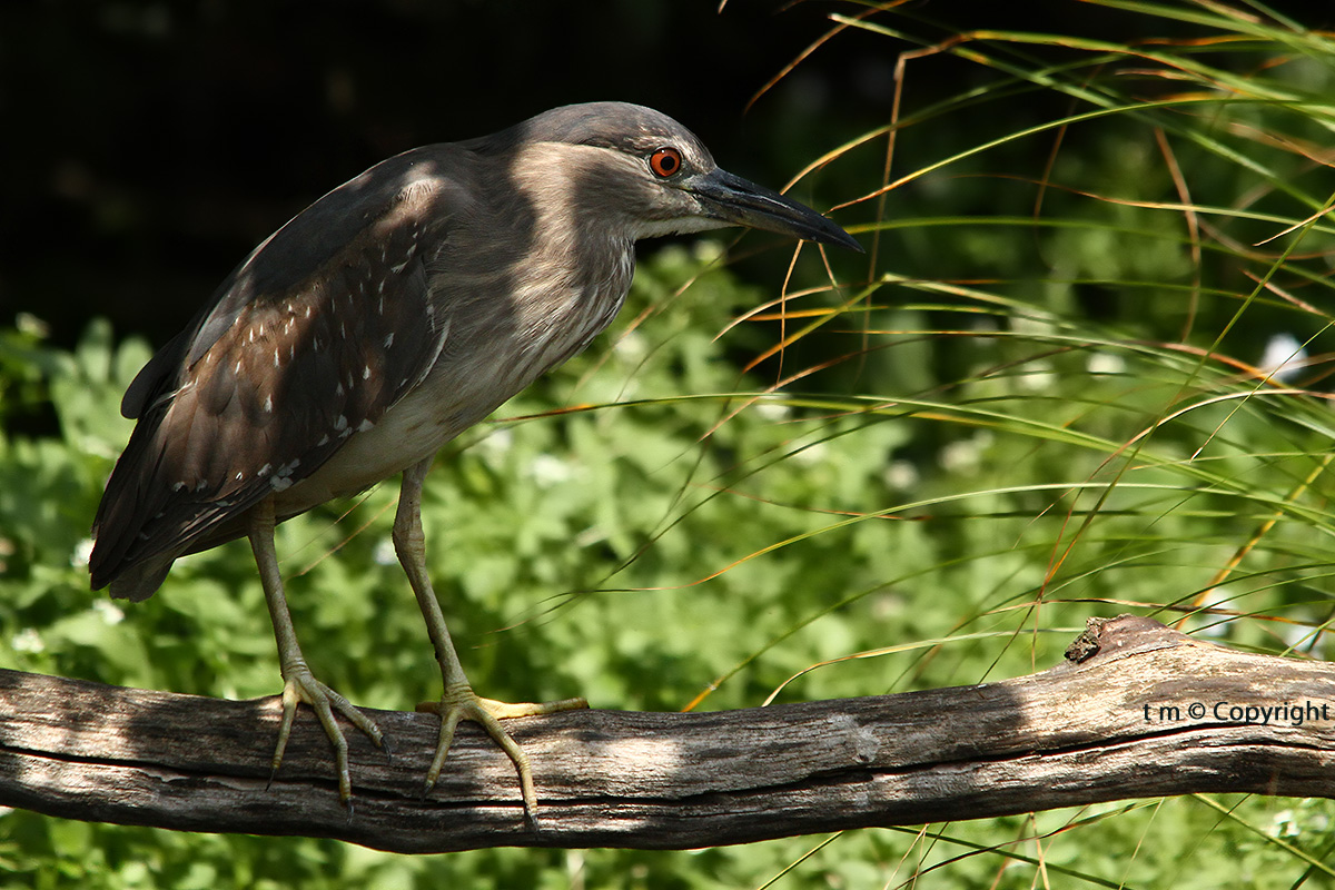 Night Heron