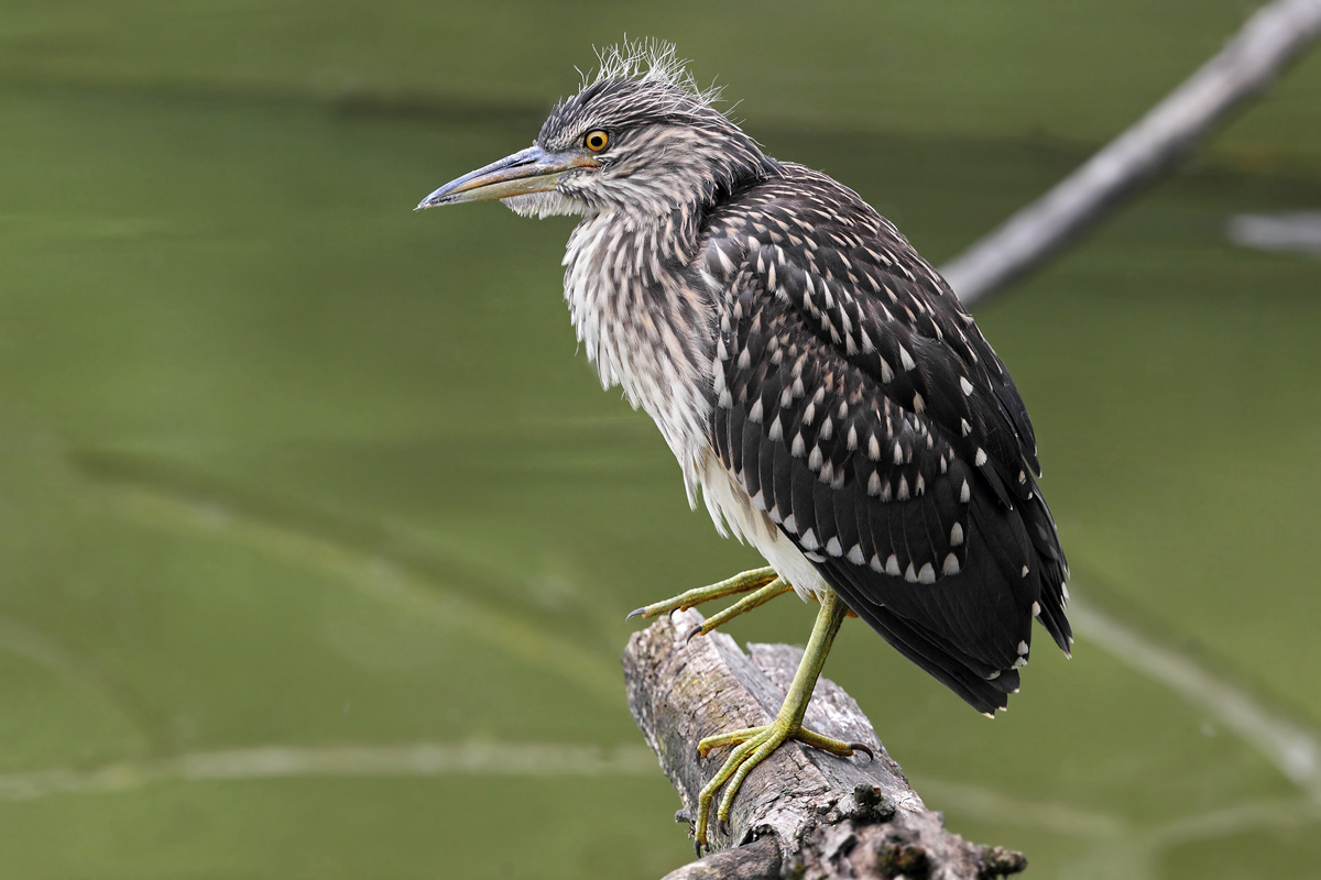 Night Heron young
