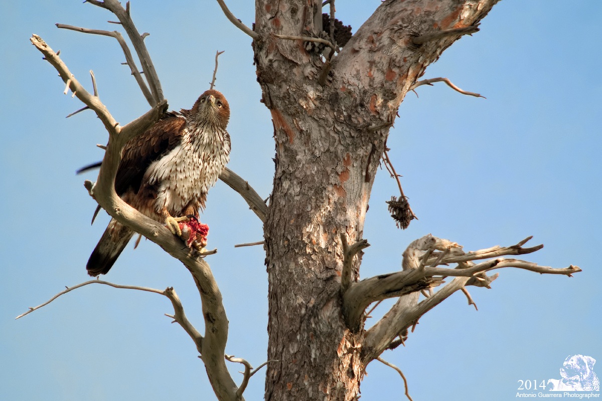 Appollaiato con preda (Aquila di Bonelli)