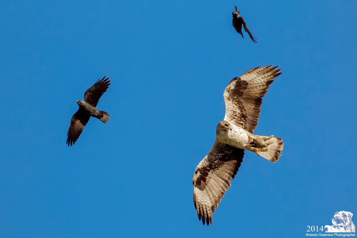 Entertainment in flight