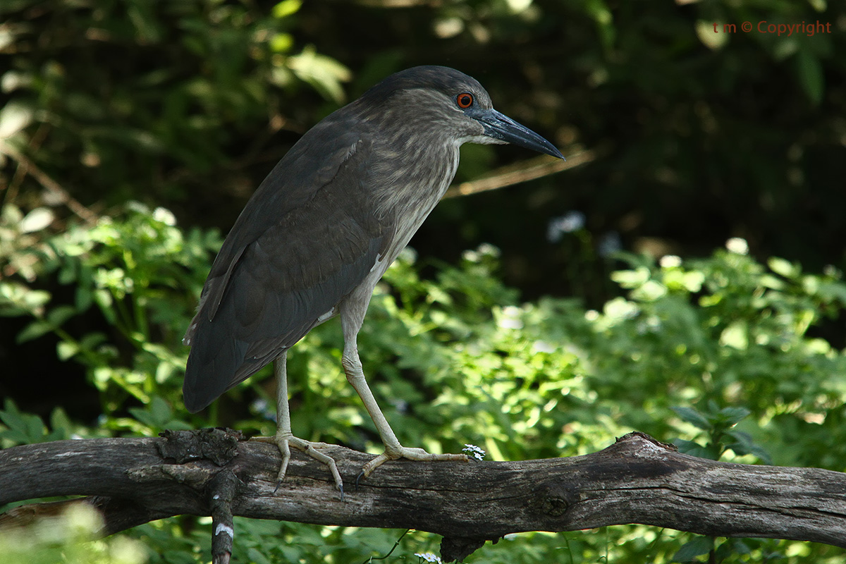 Night Herons juv