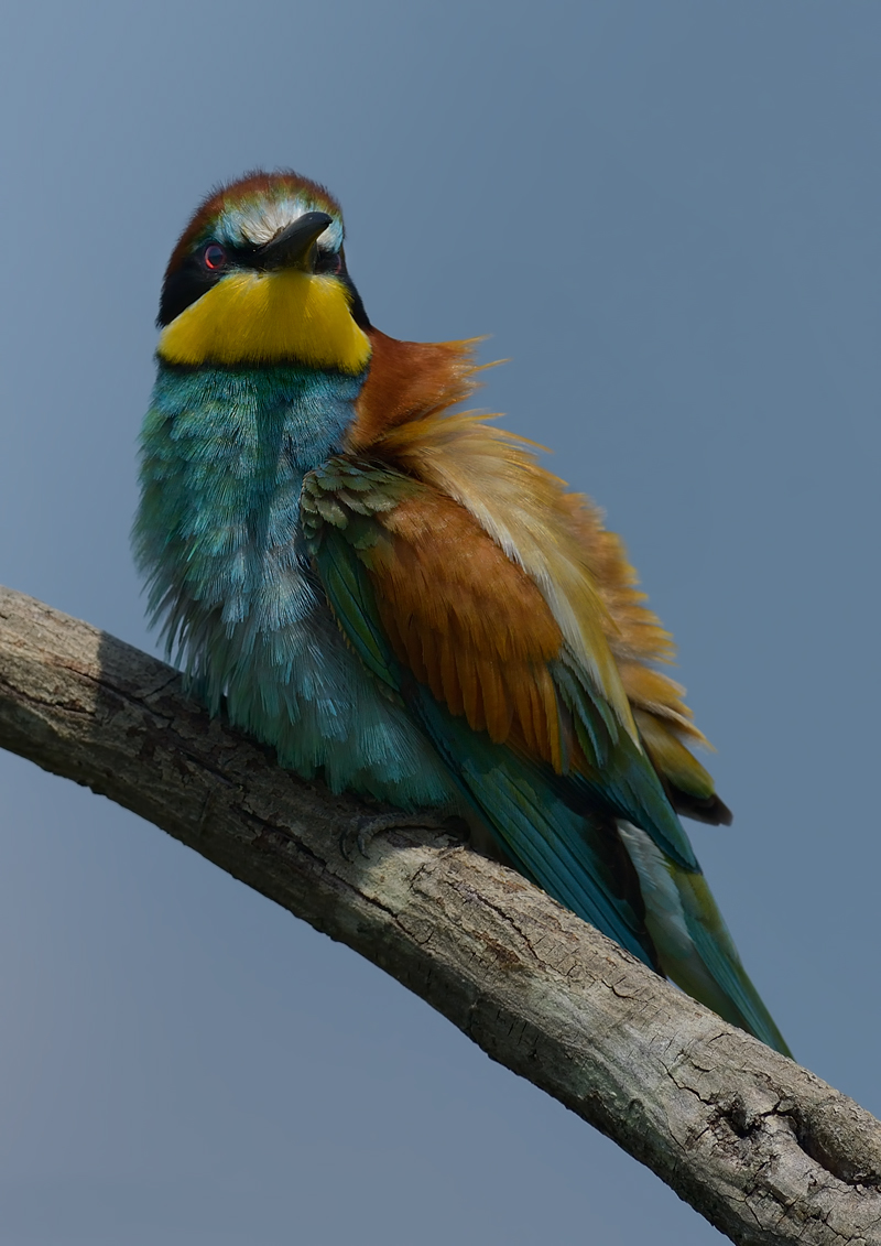 Bee-Eater