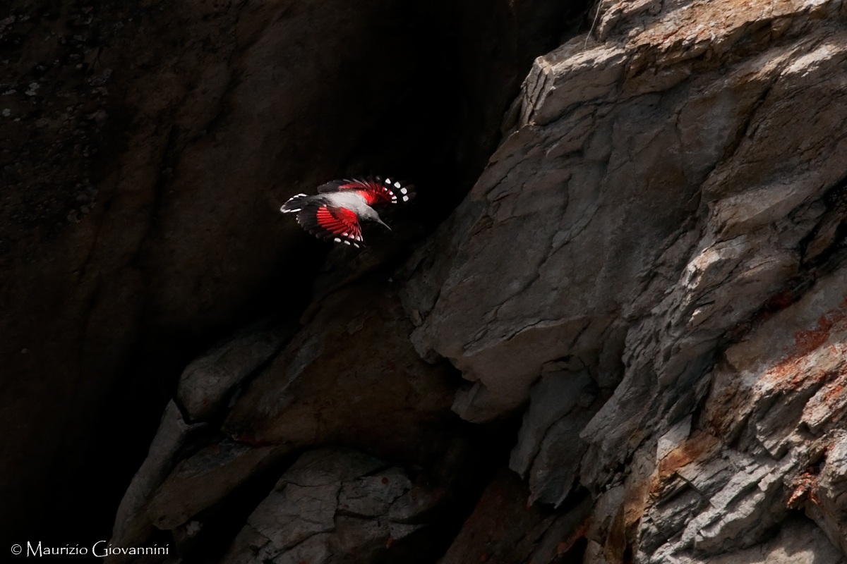 Wallcreeper
