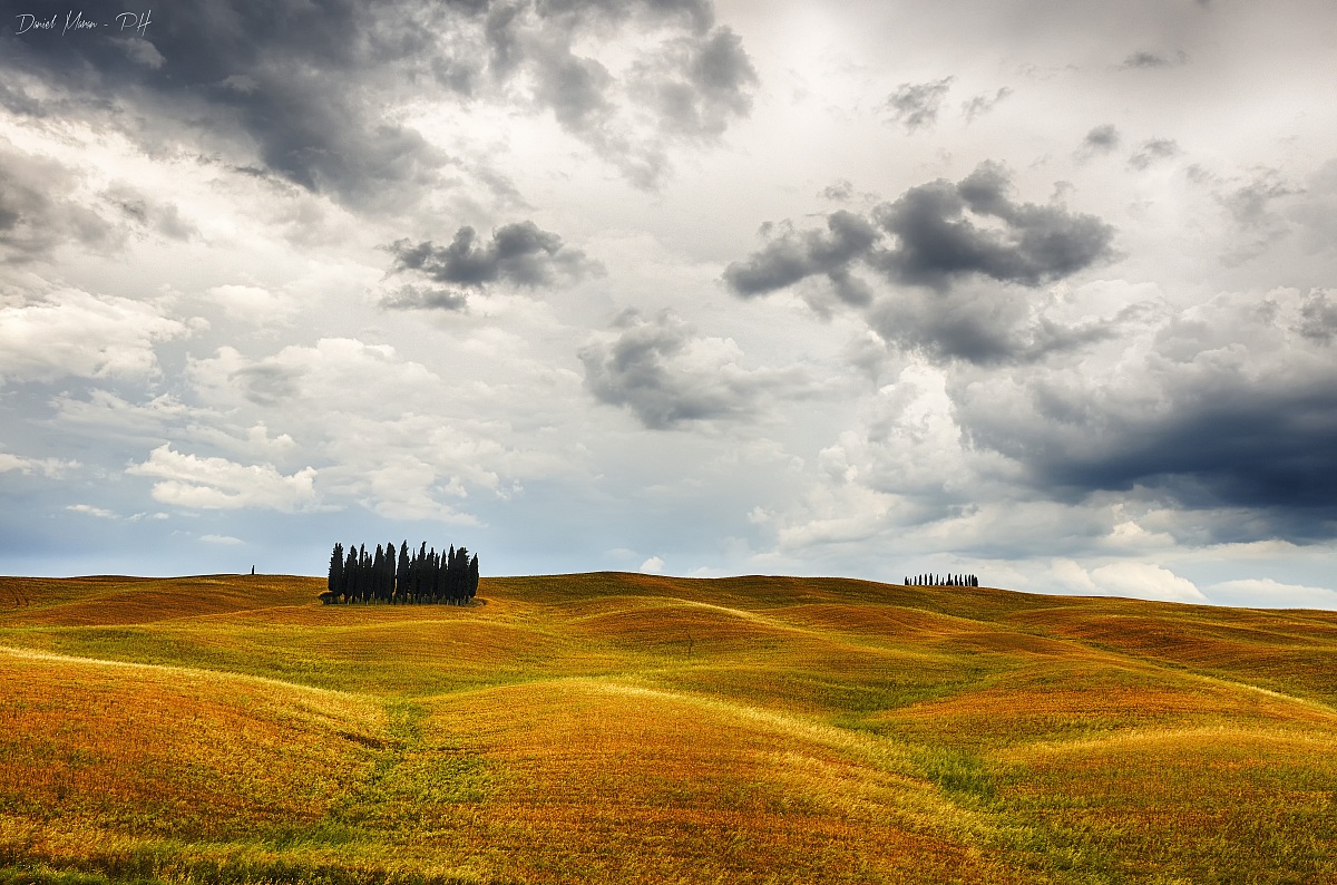 cipressi solitari San Quirico d'Orcia