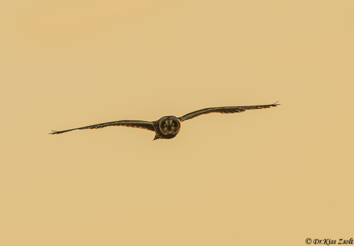 Gufo di palude al tramonto