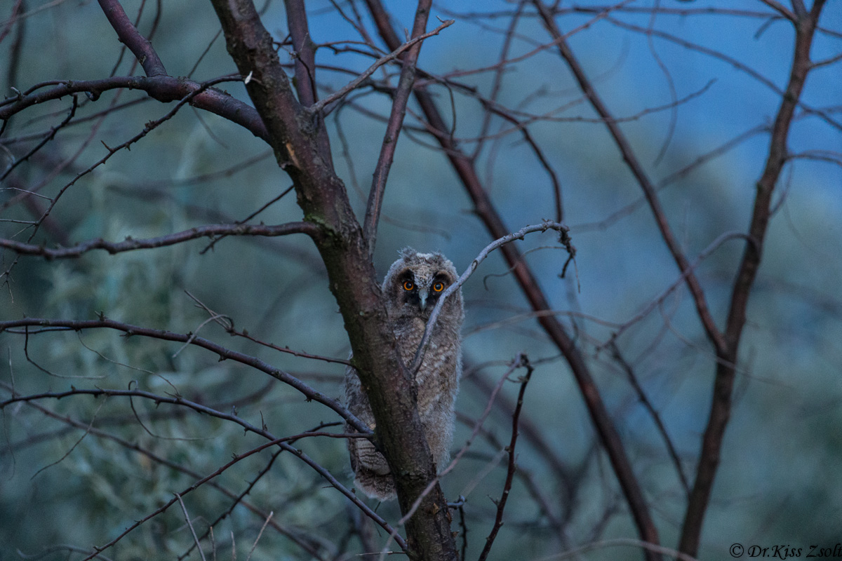 Long-eared chick Owl