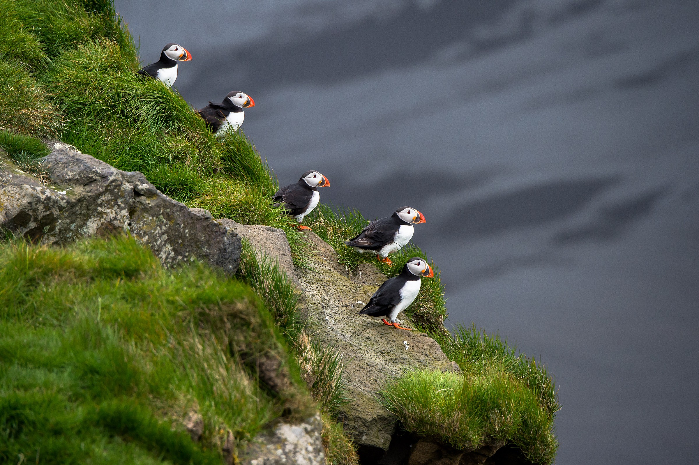 Puffin pre-volo