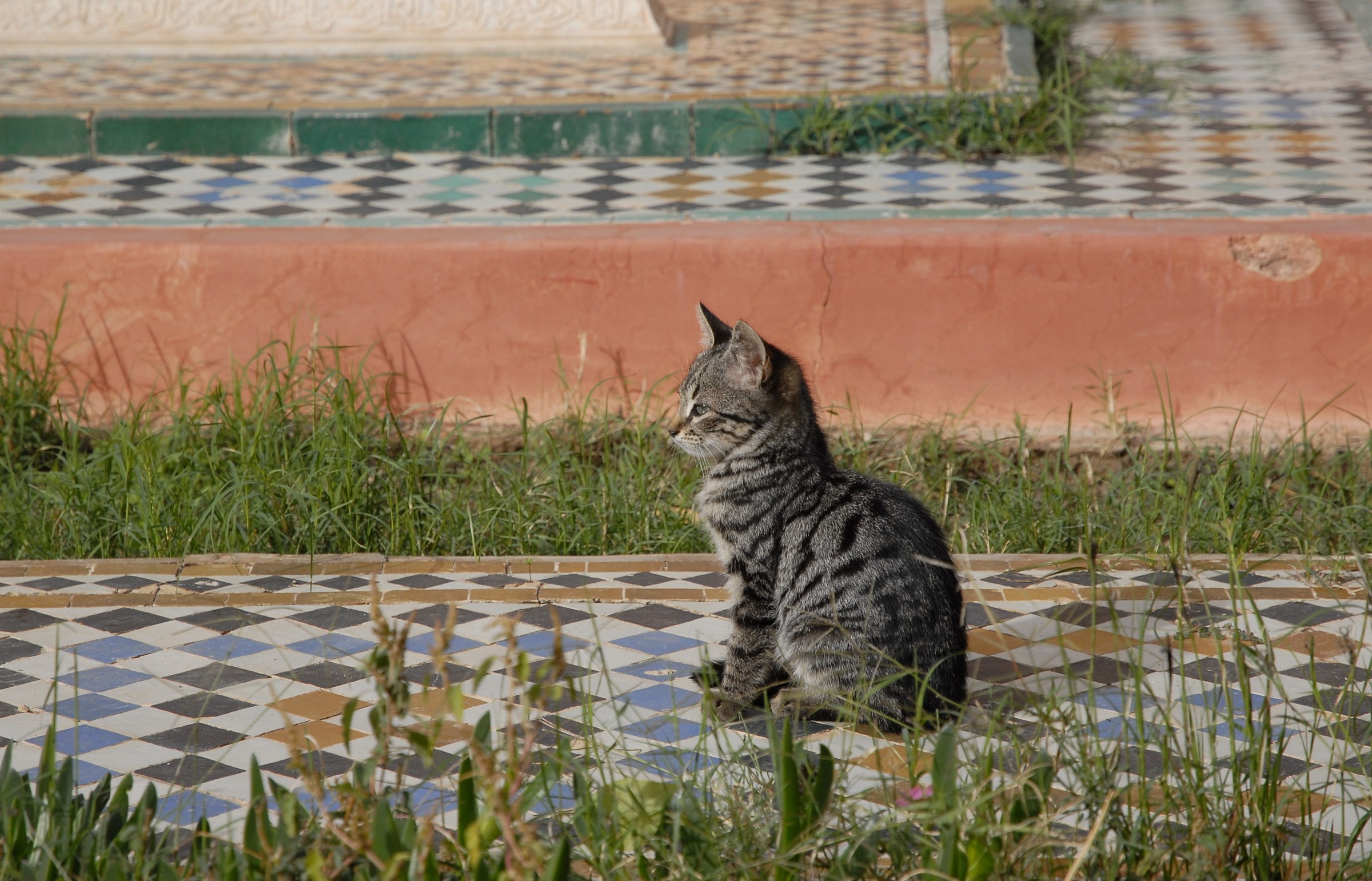 Gatto a Marrakech