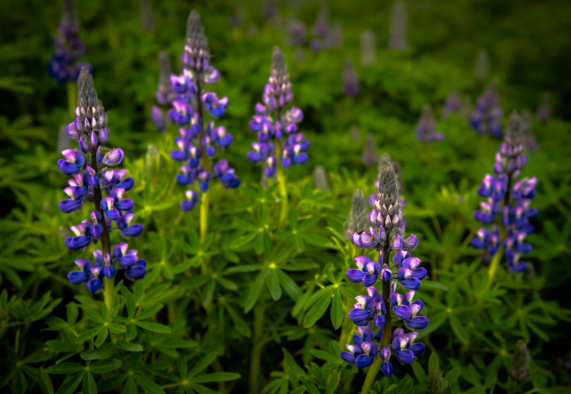 Lupins
