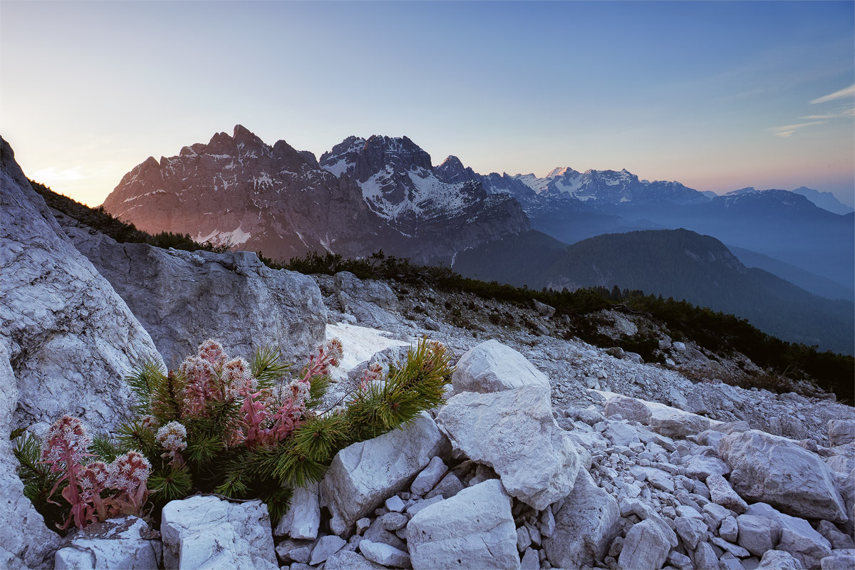 blooms on the scree