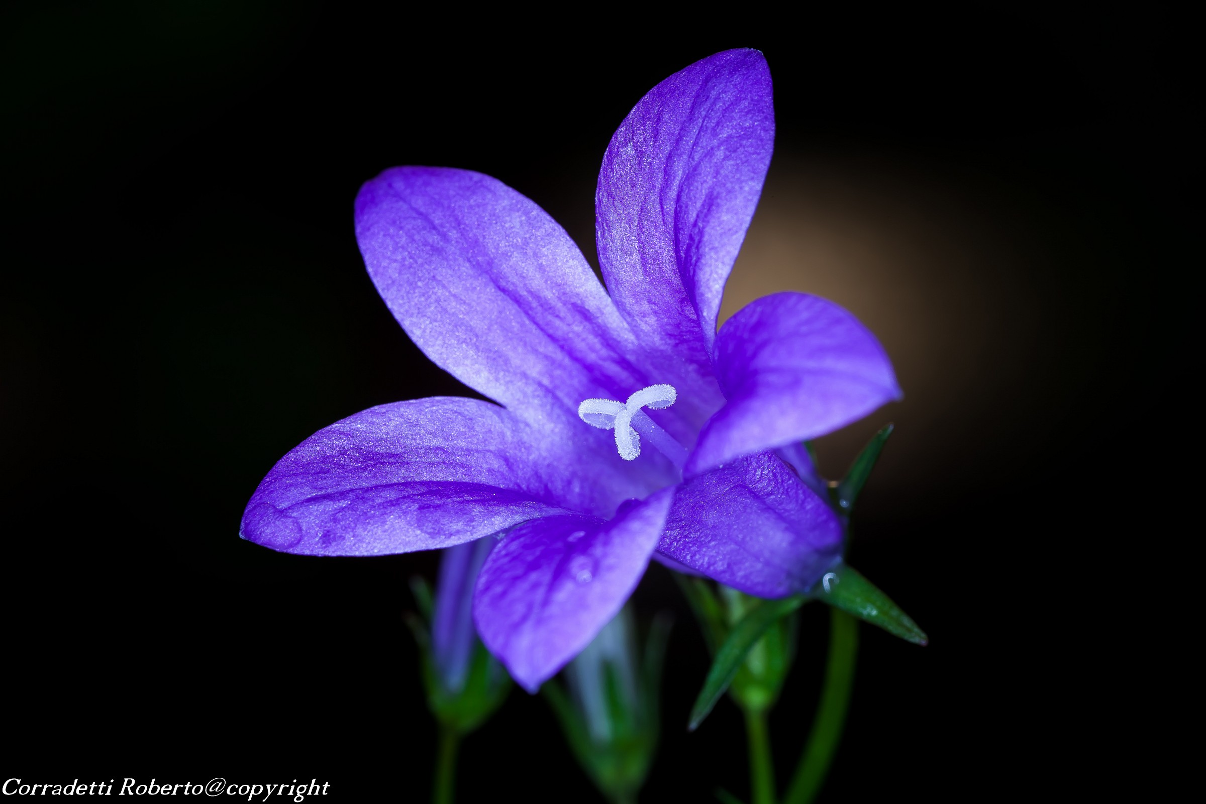 the colors of the night