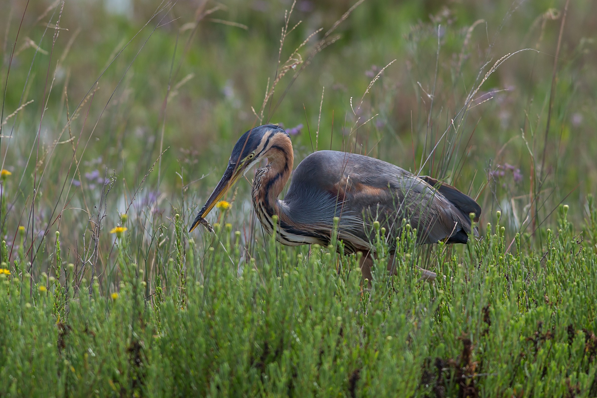Purple Heron with grasshopper