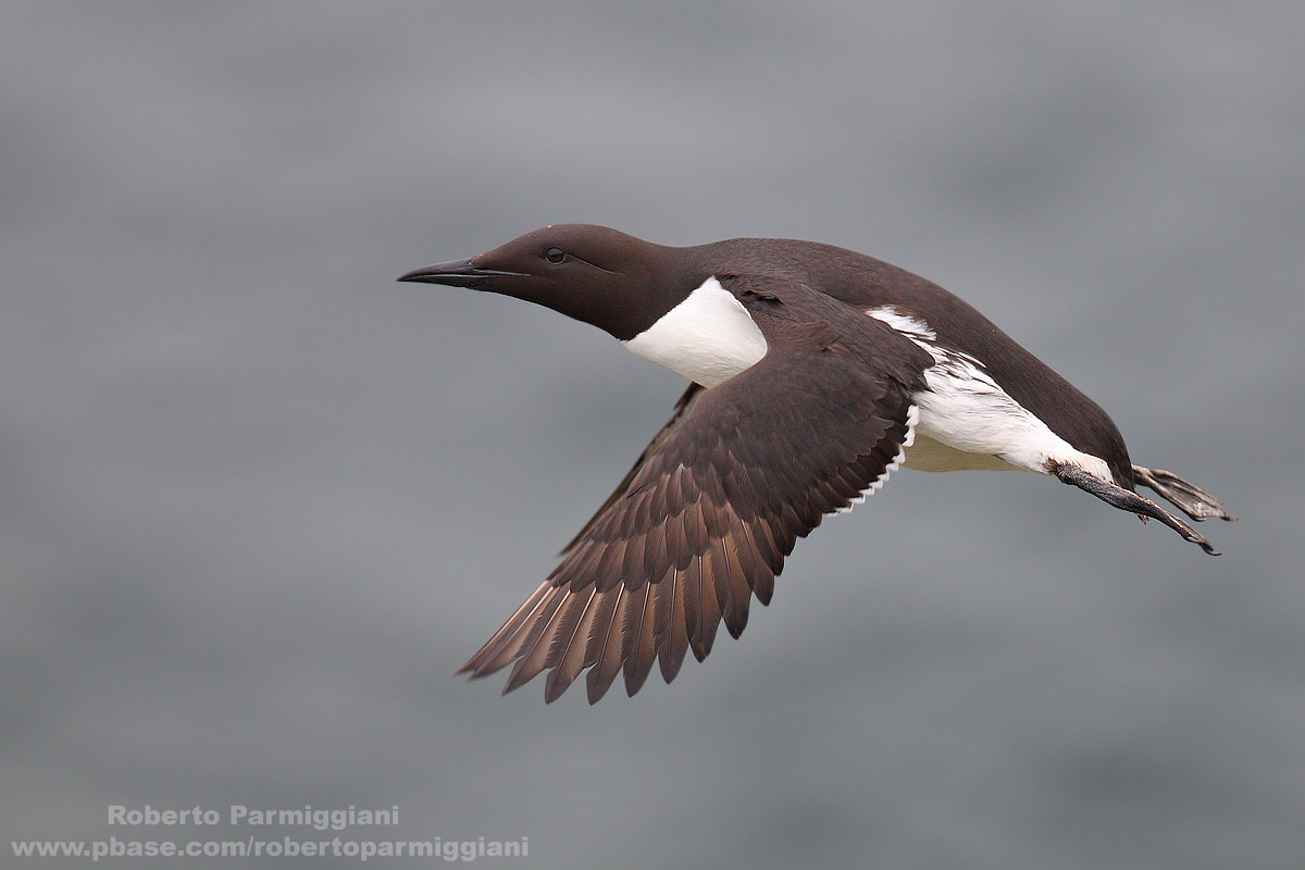 l'applauso dell uria