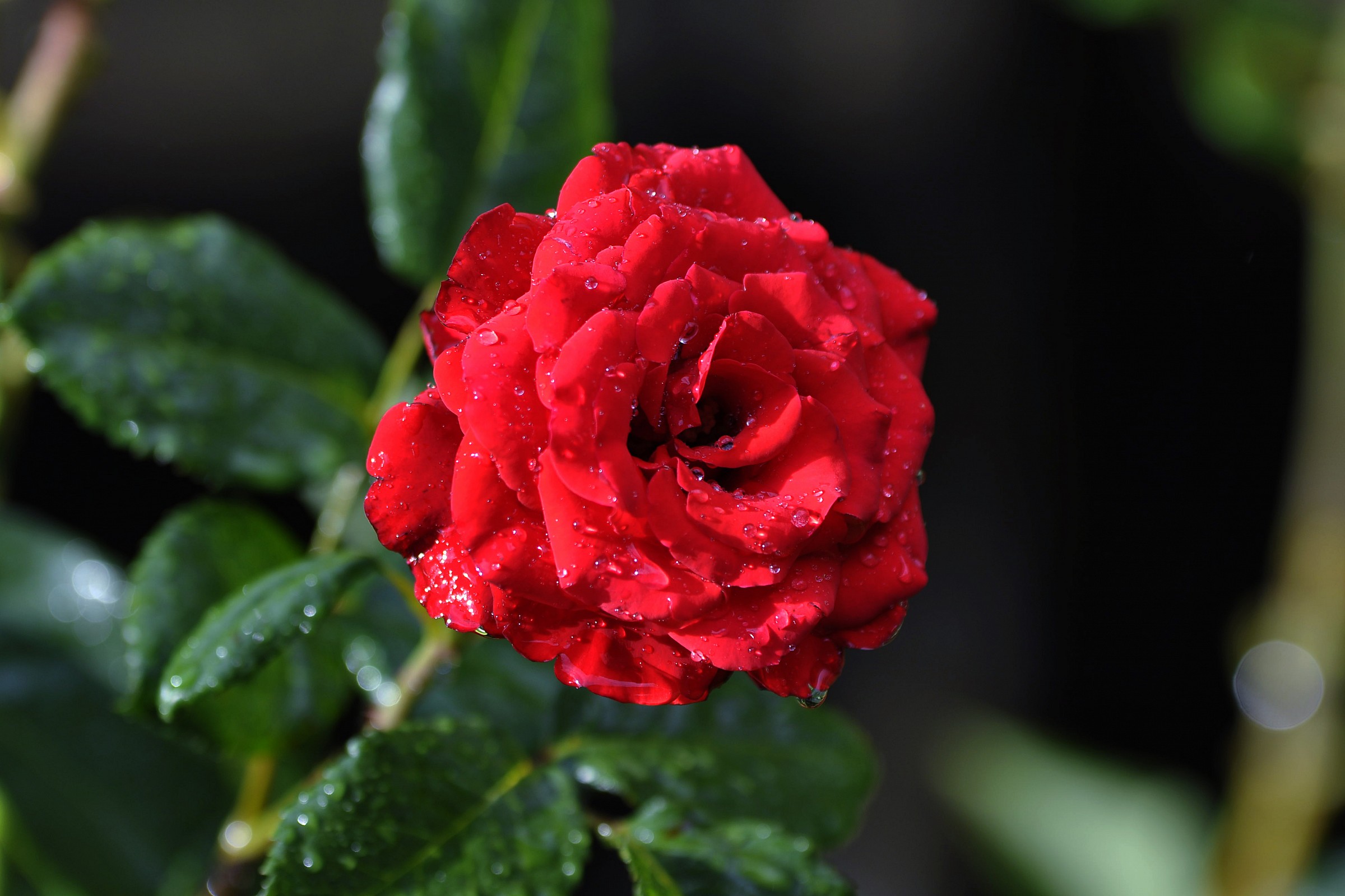 Red Rose
