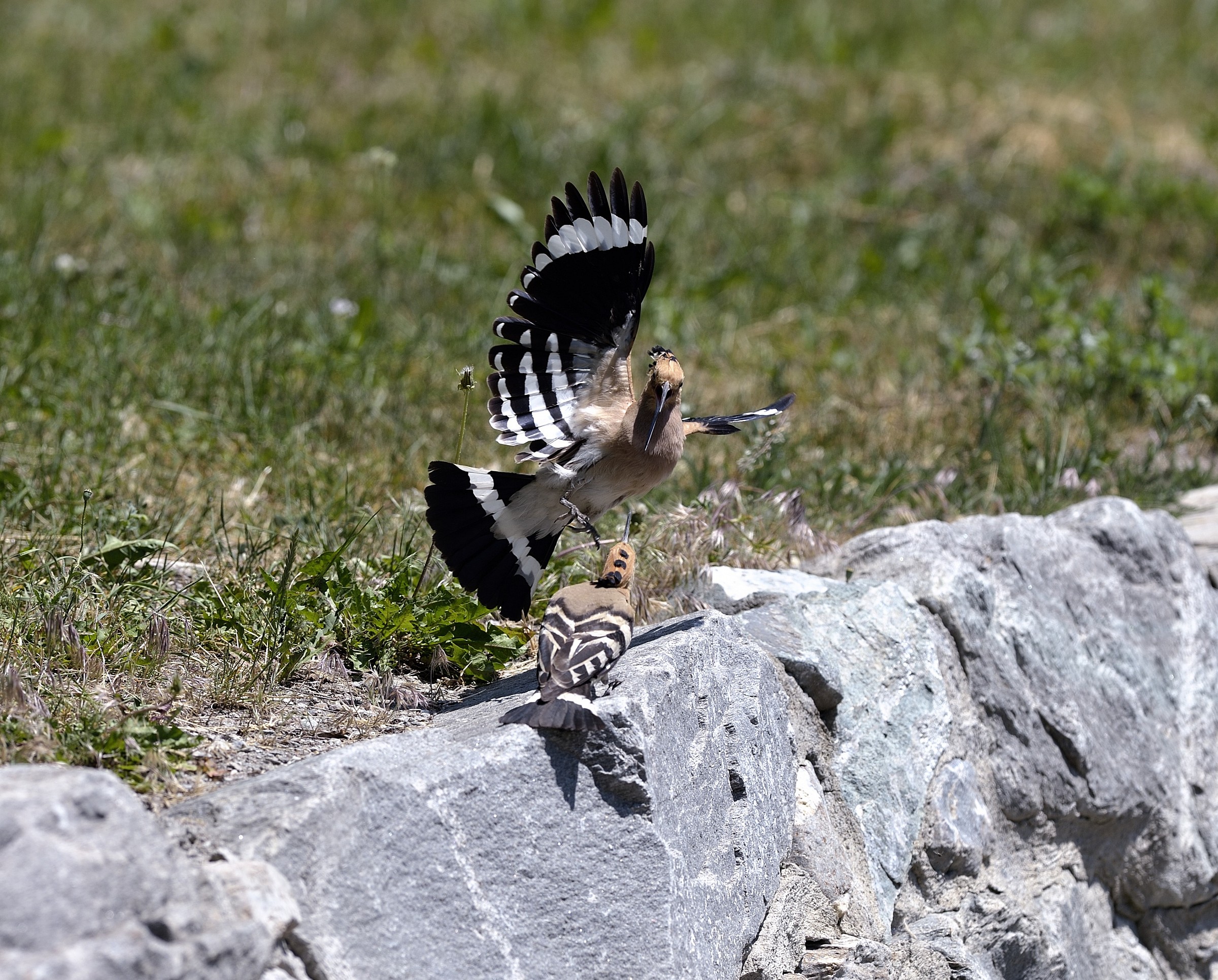 pair of hoopoe