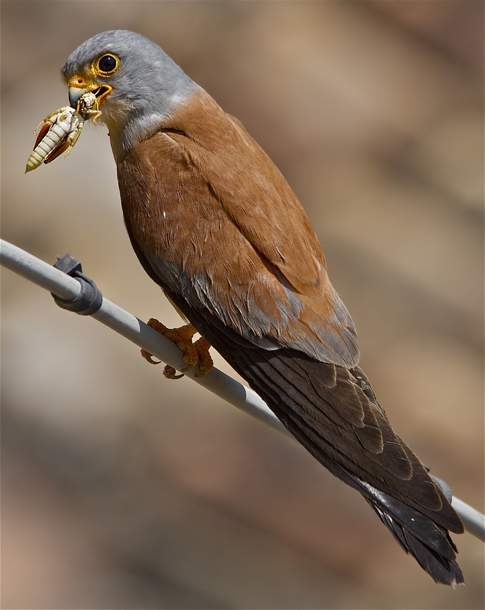 You could not choose a better roost? - Lesser Kestrel