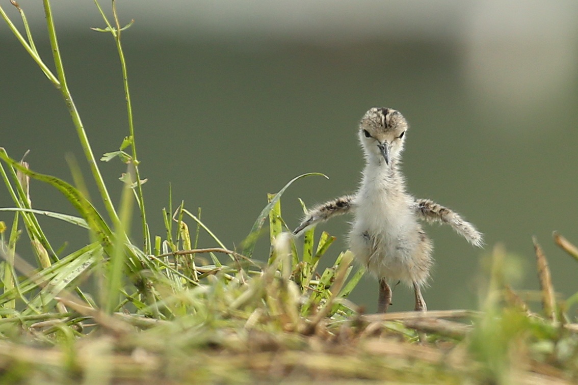 Small Knight of Italy