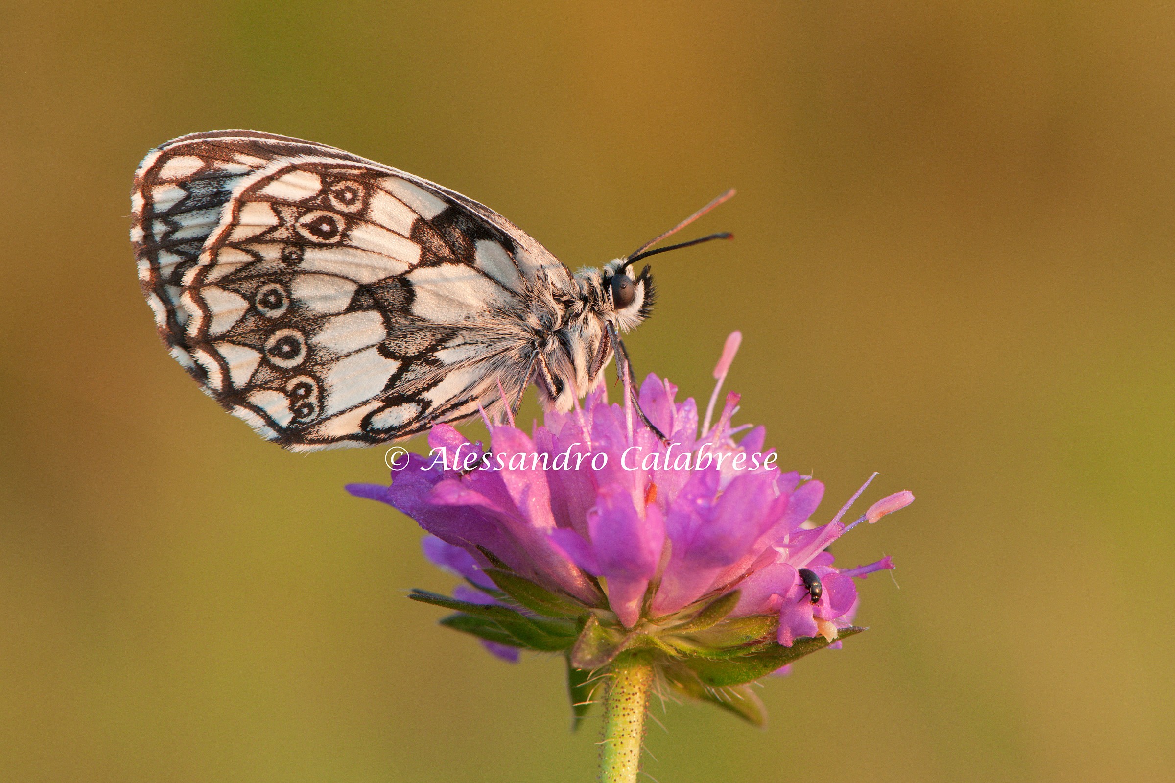 Melanargia galathea