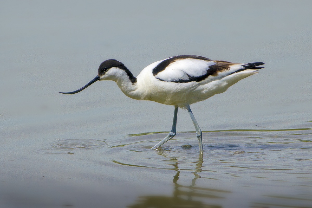 Avocetta