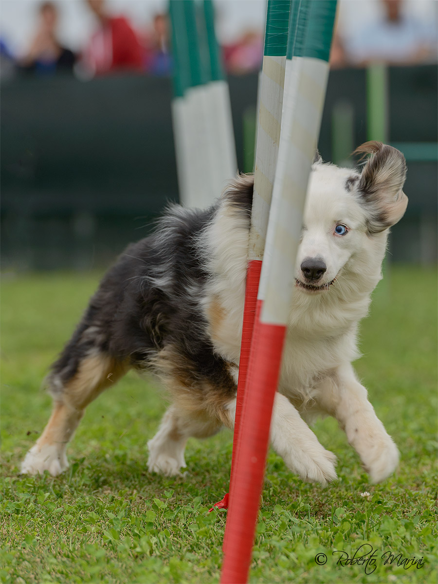 Dog Agility