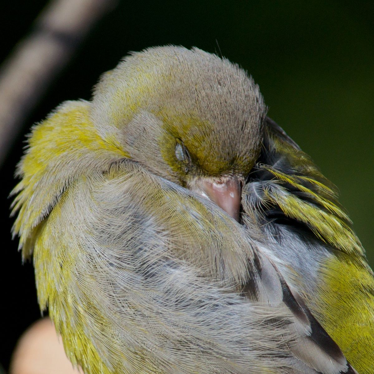 Verdone (addormentato)