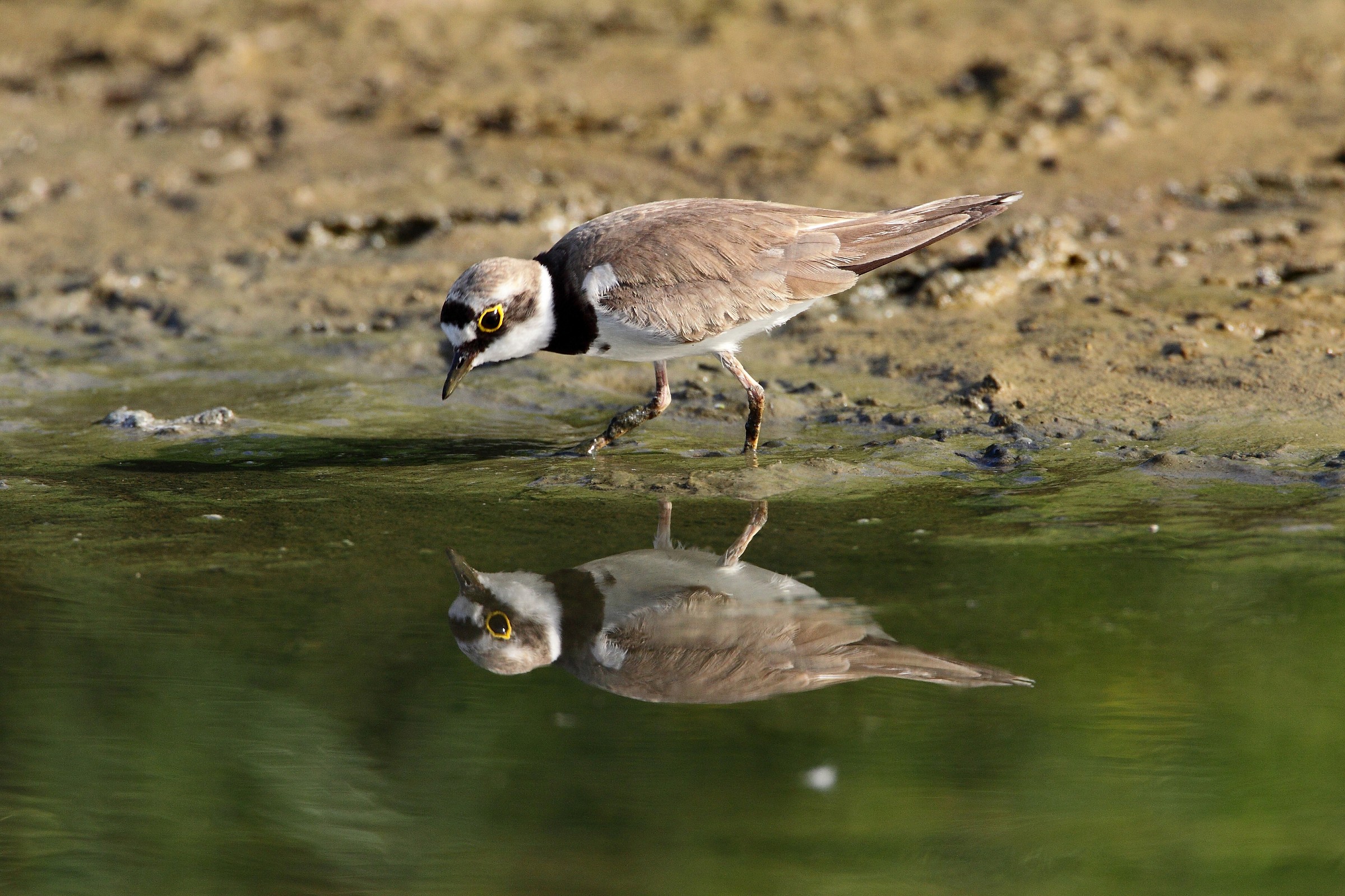 Little Ringed Plover