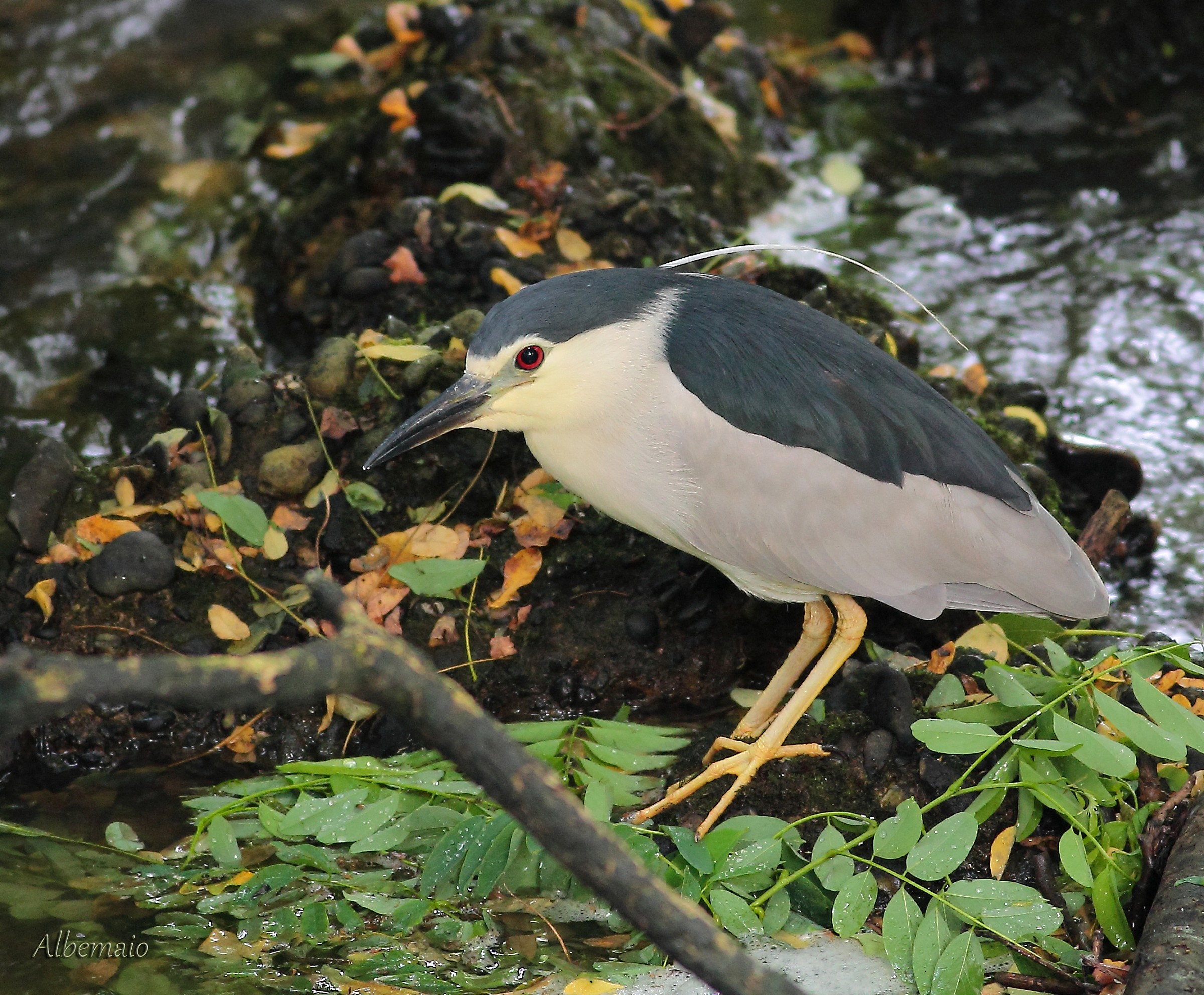 Night Heron