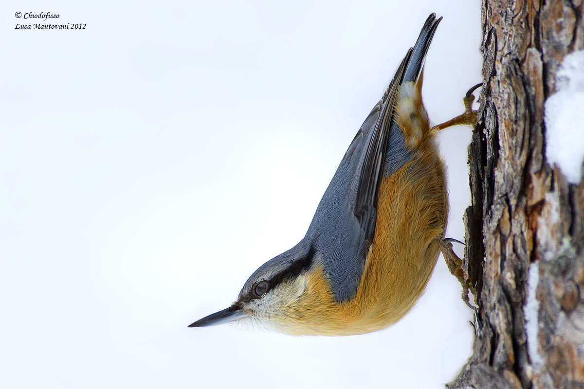 Nuthatch