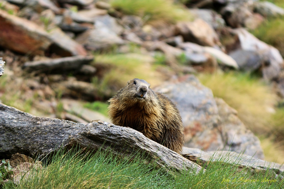 Marmotta