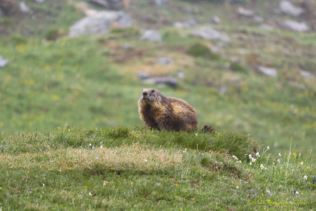 Marmot