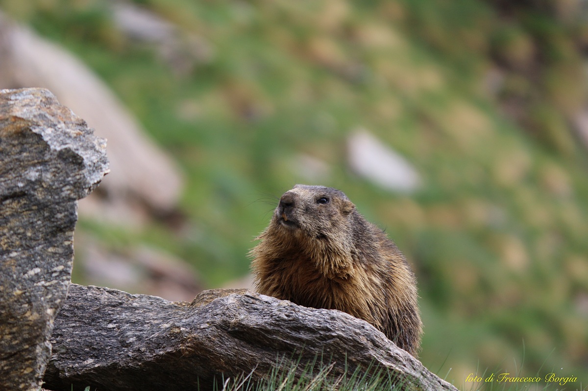 Marmotta