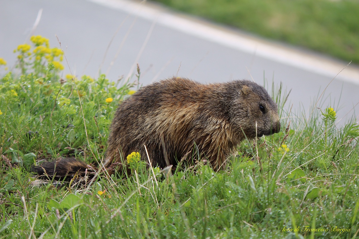 Marmotta