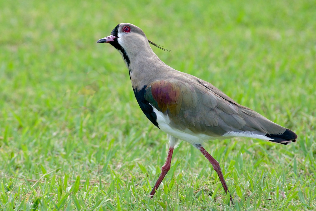 Tero (Vanellus chilensis)