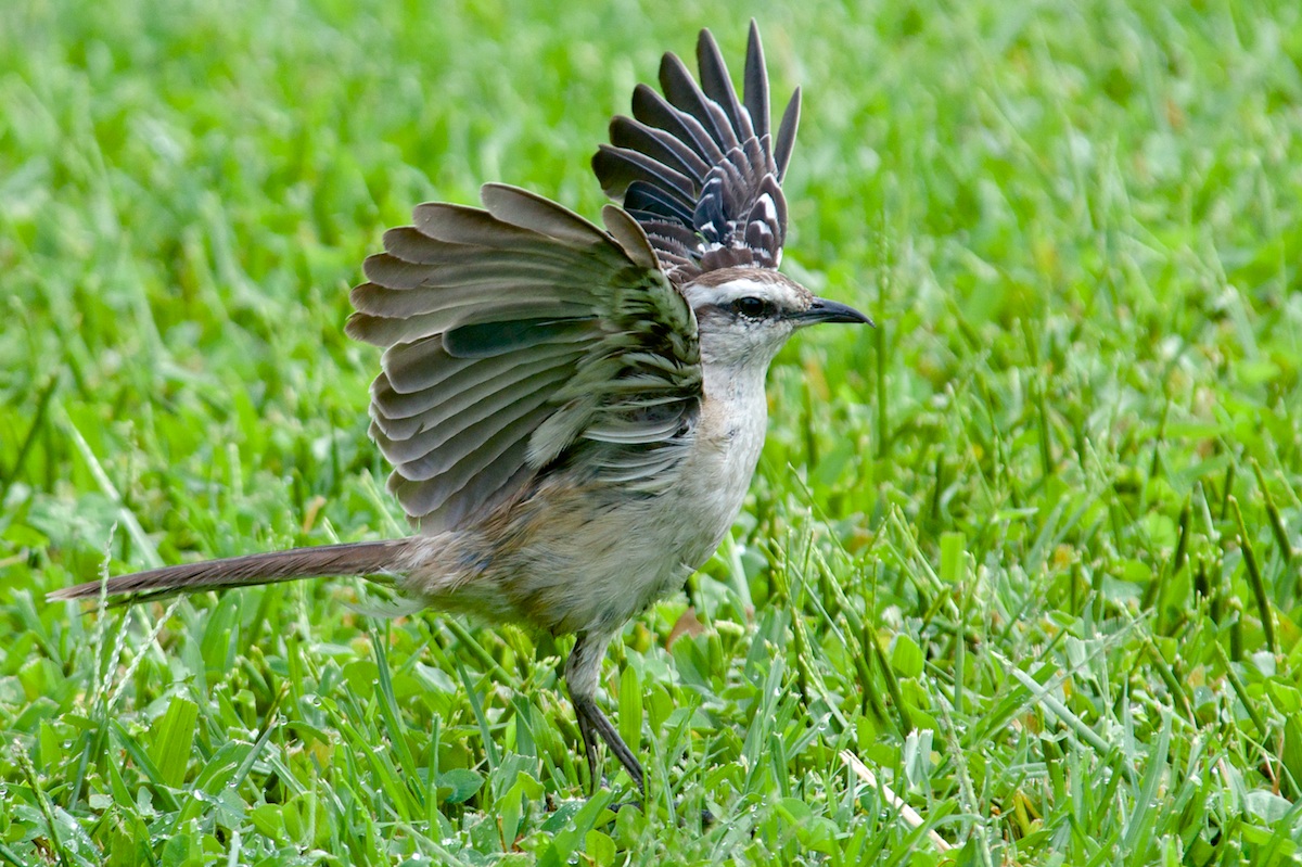 Calandria grande (Mimus saturninus)