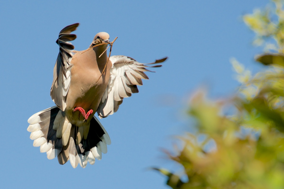 Torcaza (Zenaida auriculata)