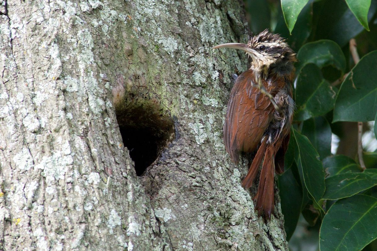 Chinchero chico (Lepidocolaptes angustirostris)