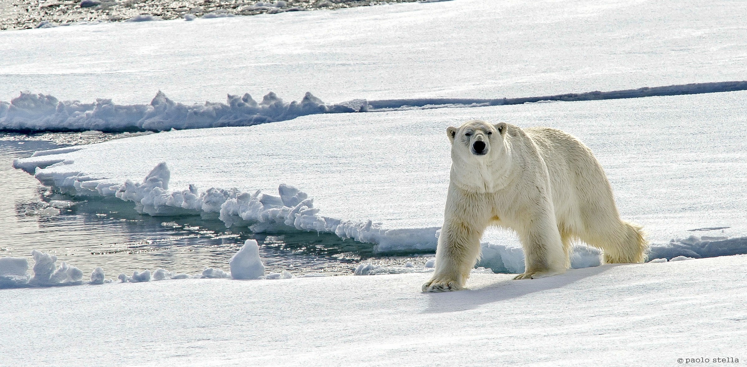 hunting! (Ursus maritimus)