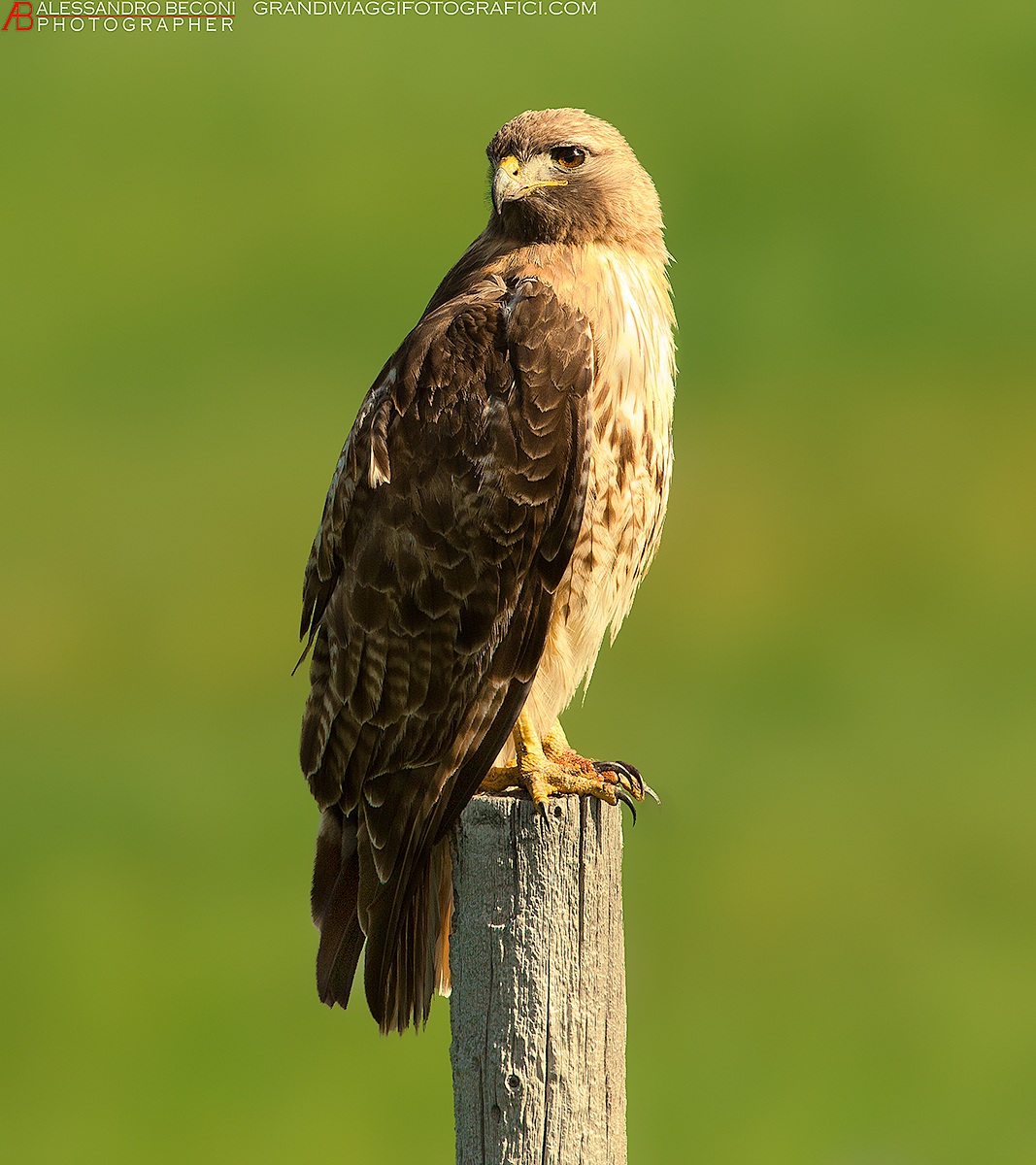 Red-tailed hawk (Buteo jamaicensis)