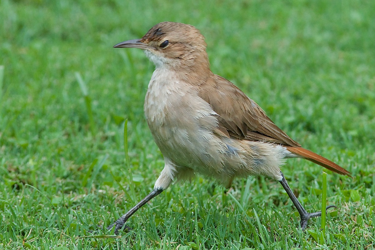Hornero (Syndactyla rufosuperciliata)