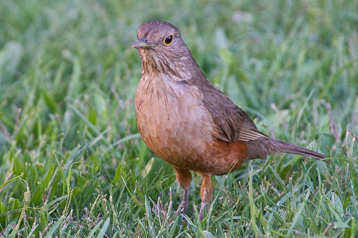 Zorzal colorado (Turdus rufiventris)